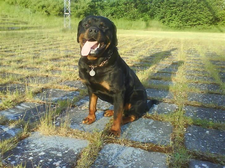 Rottweiler S.B. Von Barnewitz AZZO - ej hvad er det han gør... billede 1