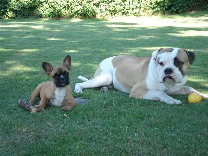 Amerikansk bulldog Ice Cube billede 18