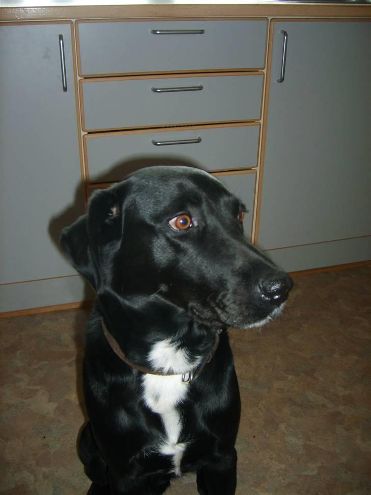 Blanding af racer Buster billede 18