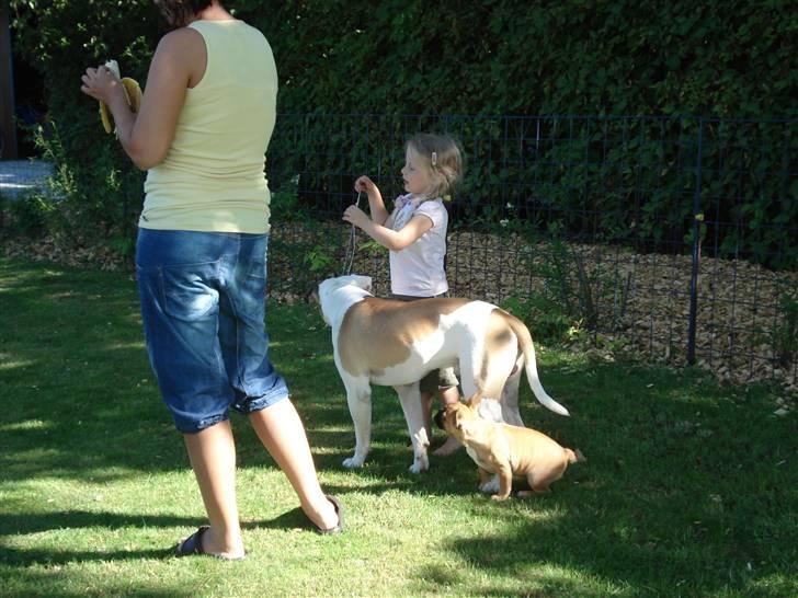 Amerikansk bulldog Ice Cube billede 19