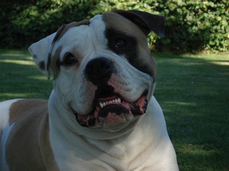 Amerikansk bulldog Ice Cube billede 20