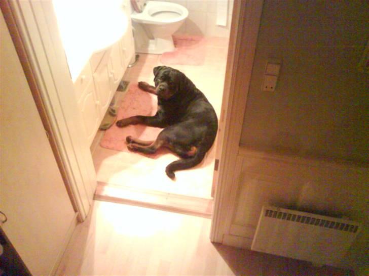 Rottweiler S.B. Von Barnewitz AZZO - dejligt at ligge på det varme gulv (det var vinter) billede 2