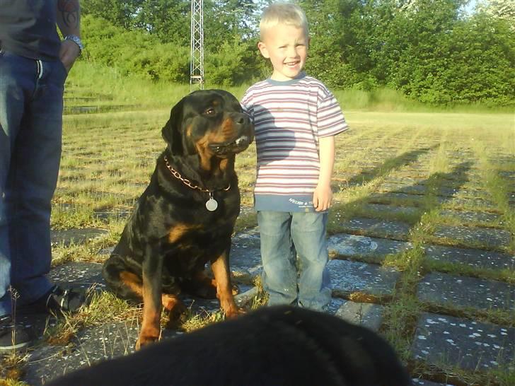 Rottweiler S.B. Von Barnewitz AZZO billede 3