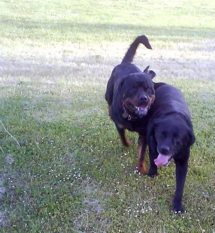 Rottweiler S.B. Von Barnewitz AZZO - var nu dejligt med en løbetur billede 4