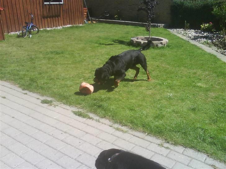 Rottweiler S.B. Von Barnewitz AZZO - lege lidt med den bold jeg punkterede.... billede 5