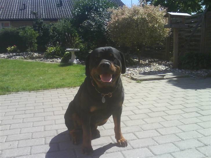 Rottweiler S.B. Von Barnewitz AZZO - der er nu dejligt her på terrassen billede 6