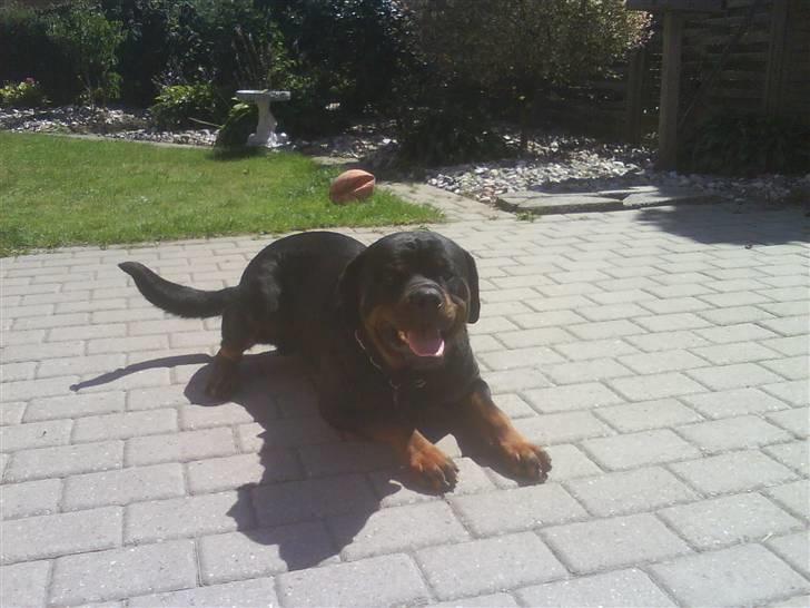 Rottweiler S.B. Von Barnewitz AZZO billede 7