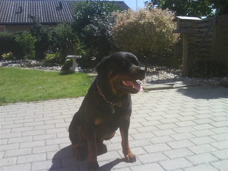 Rottweiler S.B. Von Barnewitz AZZO billede 8