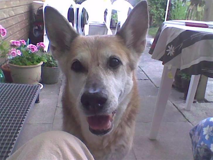 Blanding af racer maxi (R.I.P.) billede 1