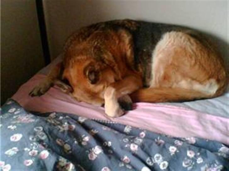 Blanding af racer maxi (R.I.P.) billede 2