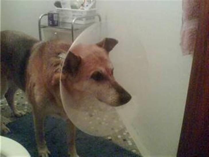 Blanding af racer maxi (R.I.P.) billede 4