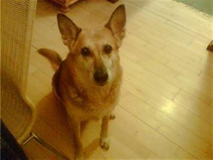 Blanding af racer maxi (R.I.P.) billede 5