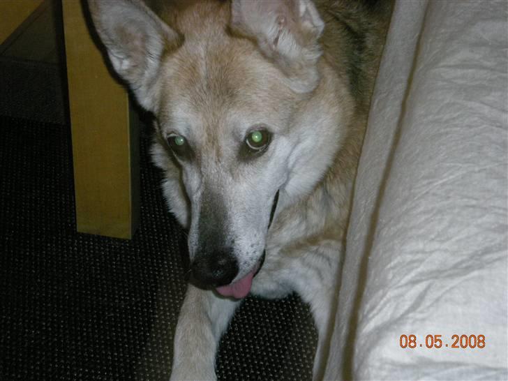 Blanding af racer maxi (R.I.P.) billede 6