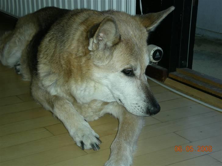 Blanding af racer maxi (R.I.P.) billede 7
