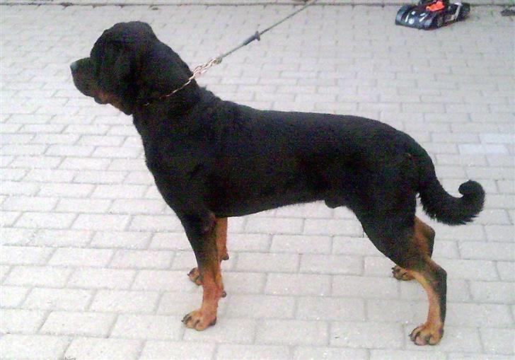 Rottweiler S.B. Von Barnewitz AZZO - prøver lige at stå fint.... men kan se katten GRRR billede 9