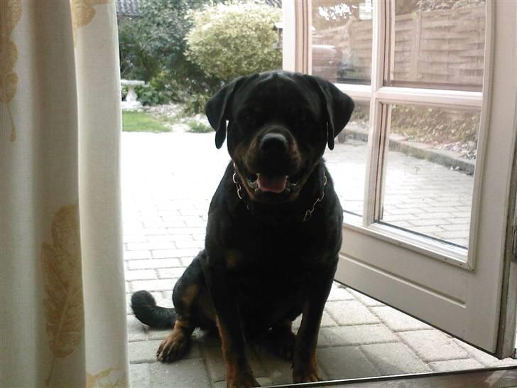 Rottweiler S.B. Von Barnewitz AZZO - ved jo godt at huset er forbudt land billede 11