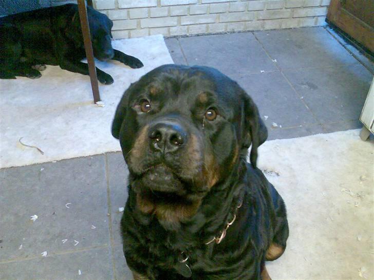 Rottweiler S.B. Von Barnewitz AZZO billede 12