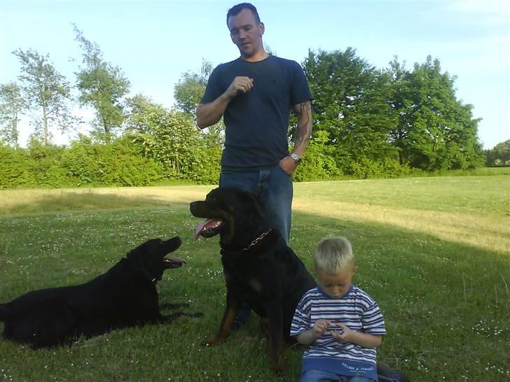 Rottweiler S.B. Von Barnewitz AZZO - en dag med min ven Samson og far/mor og så ham der, jeg altid vælter.... billede 13