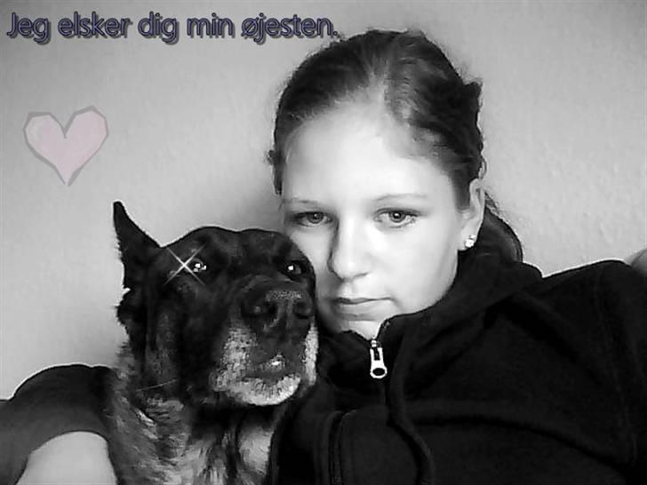 Malinois »' [Mira]  - jeg elsker dig min øjesten *-:<33 billede 1