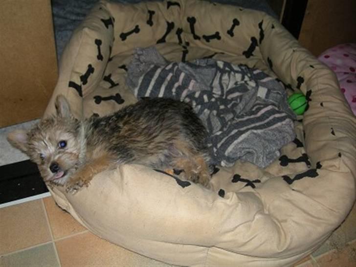 Blanding af racer Freddy - Freddy... 10.7.08 billede 5