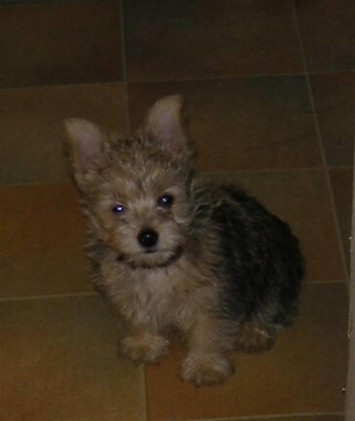 Blanding af racer Freddy - Freddy... 5 juli 2008 billede 6