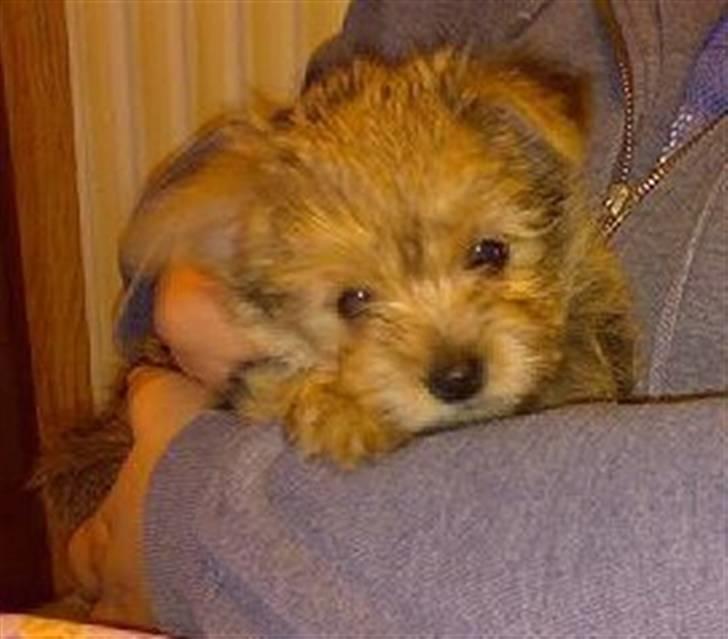 Blanding af racer Freddy - Freddy... 22.6.08 billede 7