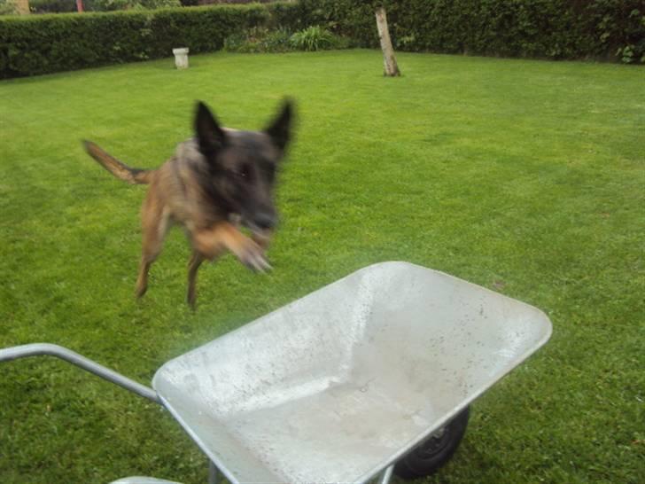 Malinois »' [Mira]  - *-: billede 2