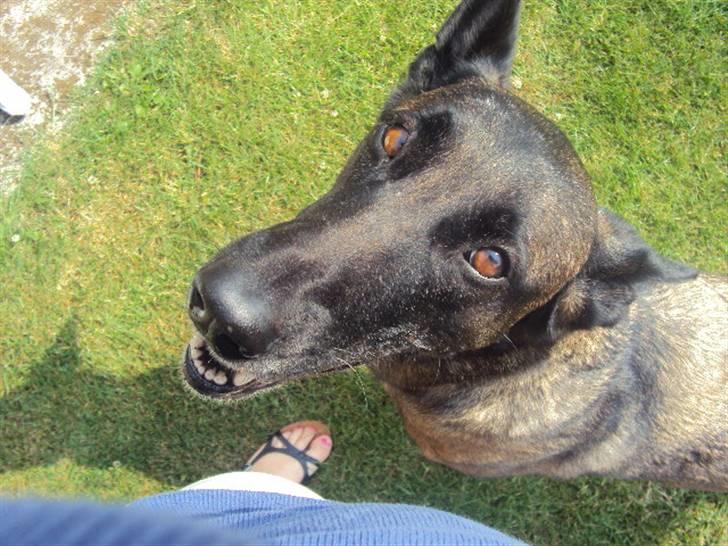 Malinois »' [Mira]  - *-:<33 billede 3