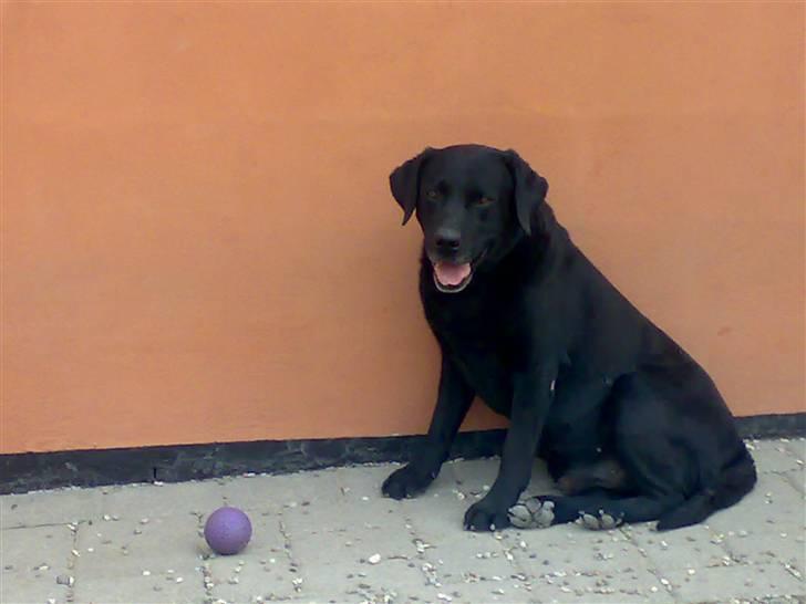 Rottweiler S.B. Von Barnewitz AZZO - Odin´s tro føljesvend Samson på snart 11 år billede 14