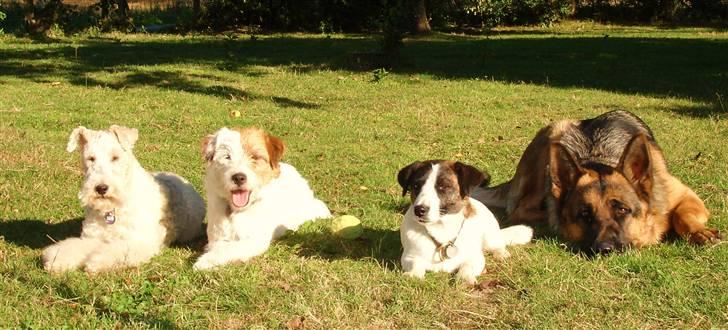 Jack russell terrier ! Kajsenborg's Orla Olsen - mine 4 vovser billede 11