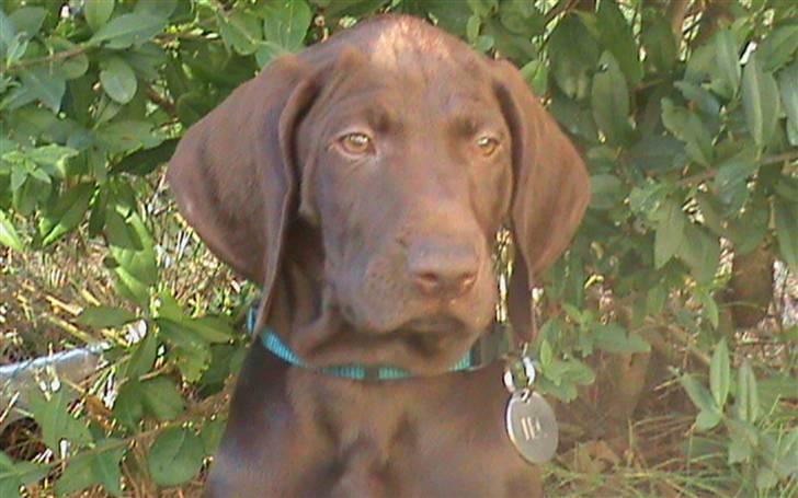 Korthåret hønsehund Søborggård`s Tec billede 12