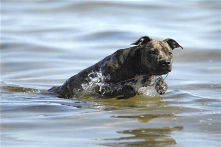 Blanding af racer Kira - Skynder sig ind til mor & far :) billede 4