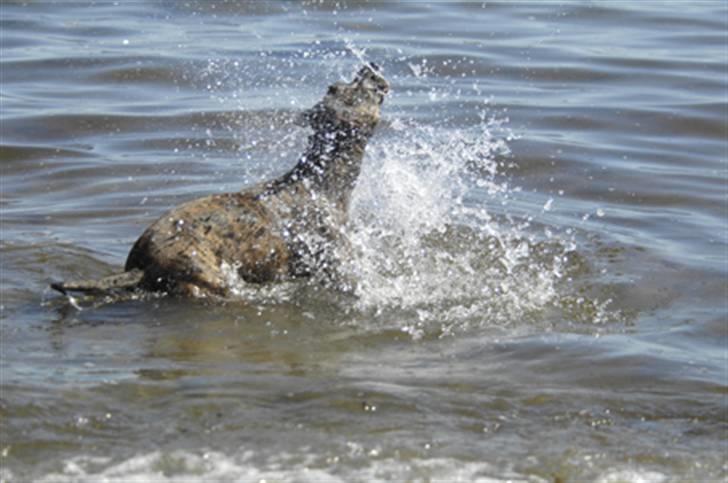 Blanding af racer Kira - Ryster sig i vandet :) billede 5