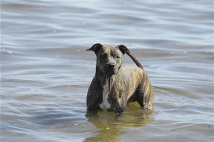 Blanding af racer Kira - Fin, fin, fin pige :) billede 7