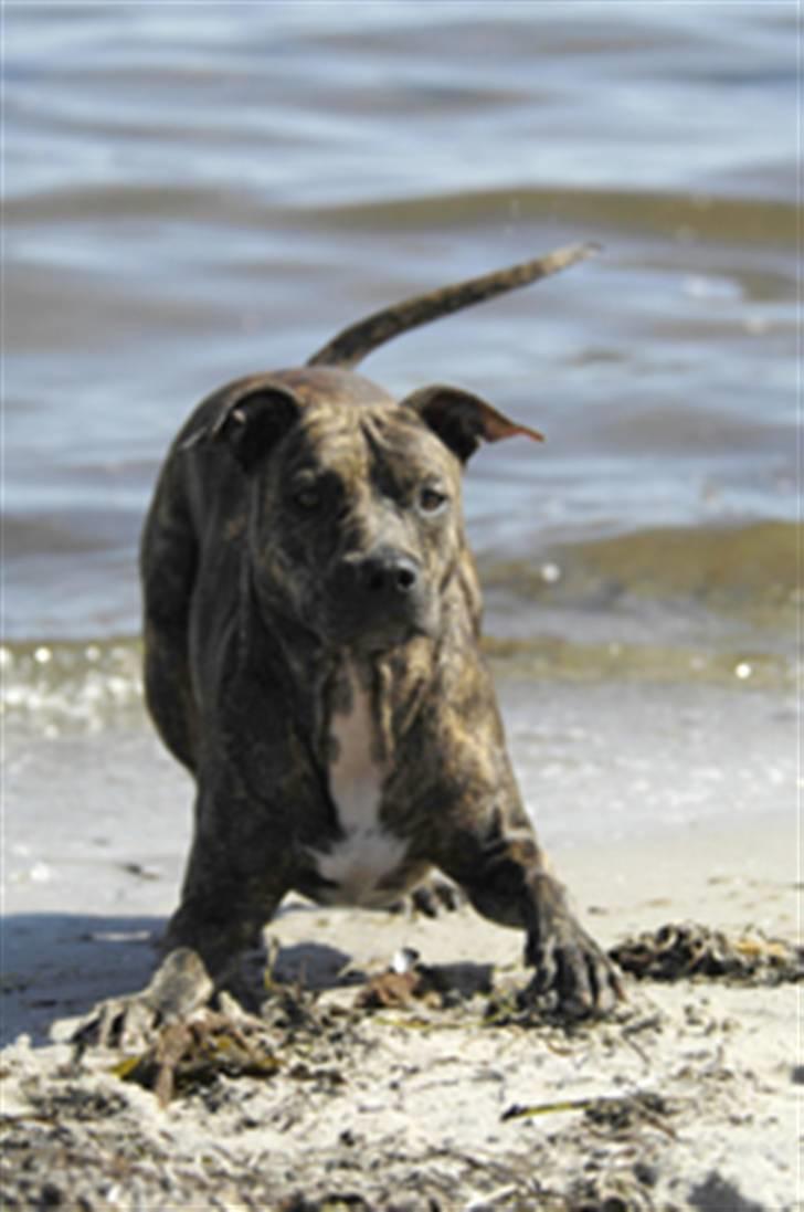 Blanding af racer Kira - Vores legebarn ;) billede 8