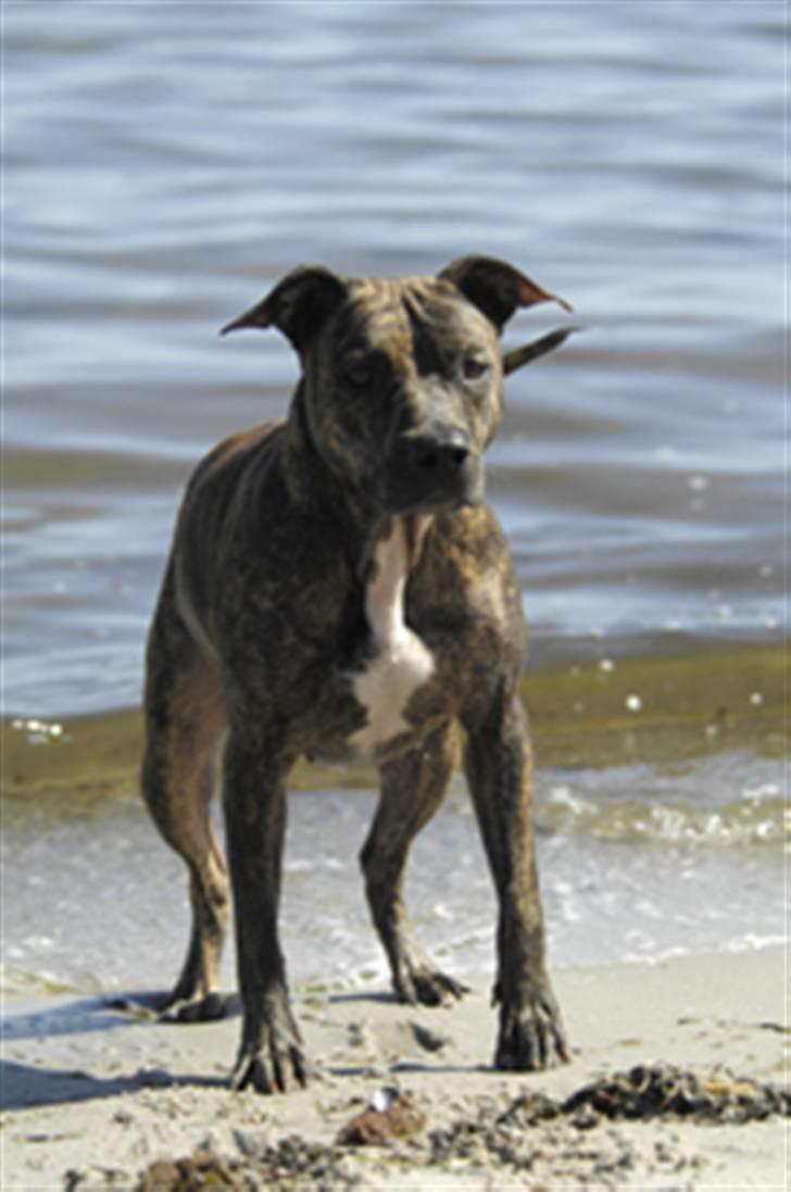 Blanding af racer Kira - Vi holder lidt øje :) billede 9