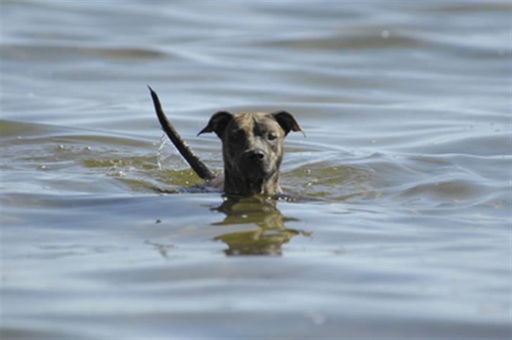 Blanding af racer Kira - Kan næsten ikke bunde :) billede 10