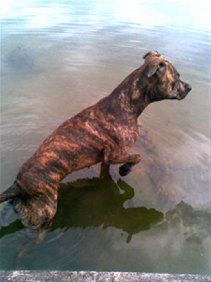 Blanding af racer Kira - Vores lille havfrue :) billede 11