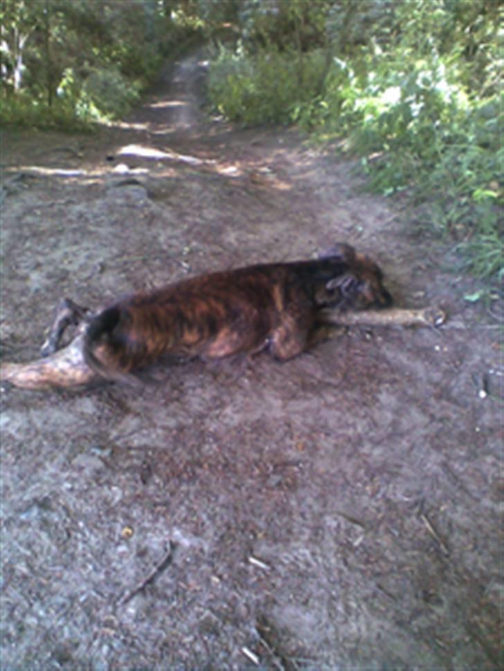 Blanding af racer Kira - Fantastisk pind :) billede 12