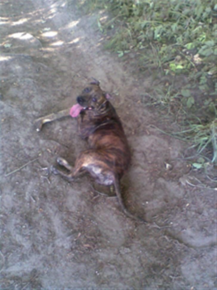 Blanding af racer Kira - Skal da lige være beskidt :) billede 13