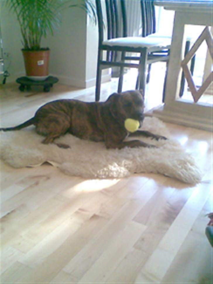 Blanding af racer Kira - KIra med bold :) billede 14