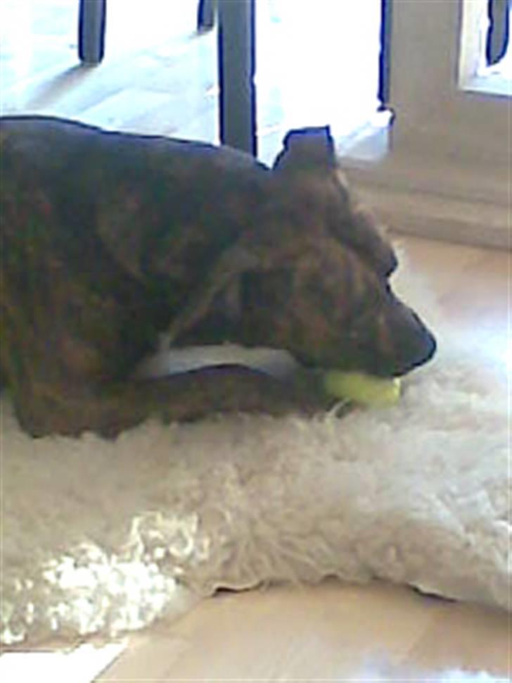 Blanding af racer Kira - Den skal helst ødelægges ;) billede 15