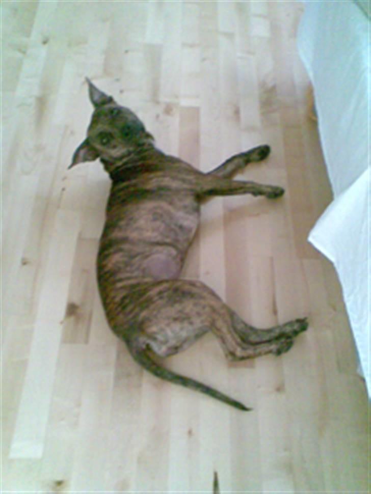 Blanding af racer Kira - Tager lige en slapper :) billede 16