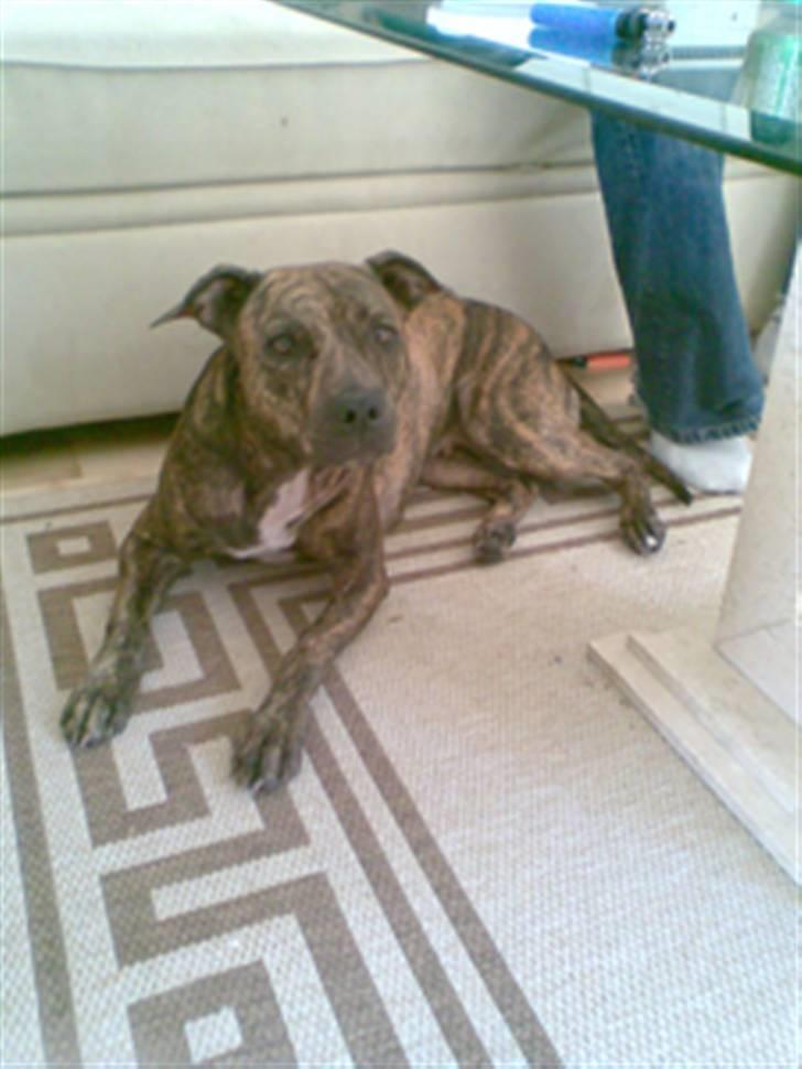 Blanding af racer Kira - Ingen plads i sofaen :) billede 17