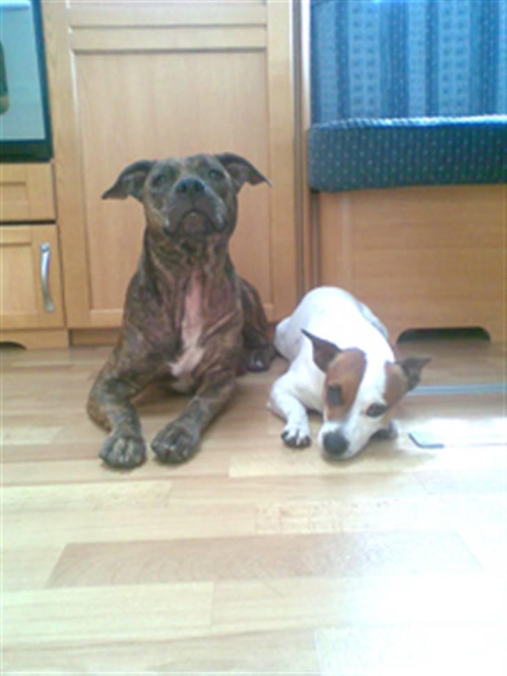 Blanding af racer Kira - Kira & Kvik :) billede 18