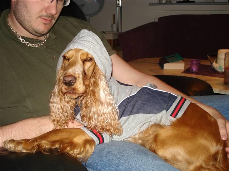 Cocker spaniel Valborg billede 11