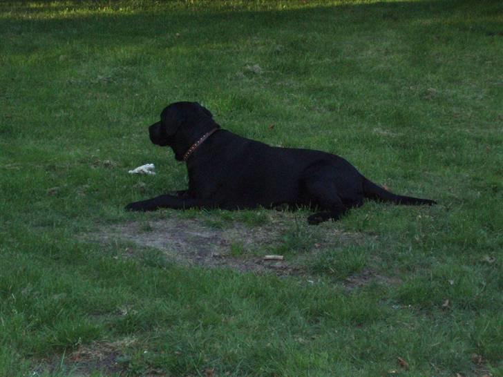 Labrador retriever Mille billede 10