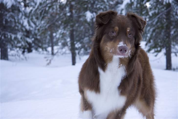 Australian shepherd Lucca billede 1