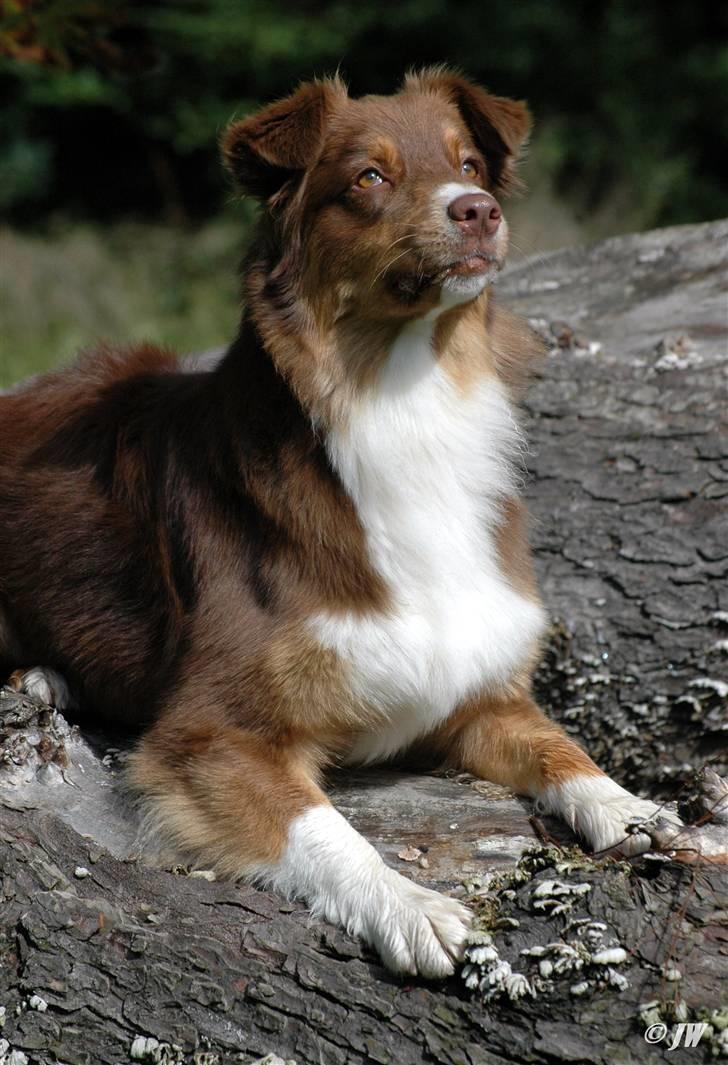 Australian shepherd Lucca billede 2