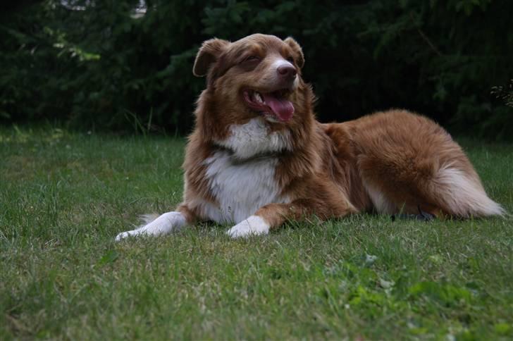 Australian shepherd Lucca billede 3